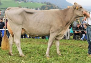 151009ViehschauSarnen 169